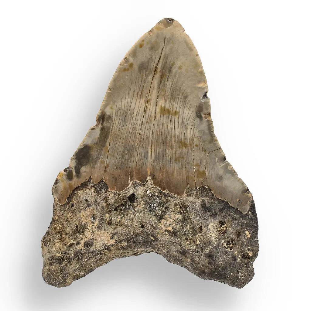 Get your Authentic Megalodon Shark Tooth – Ocean’s Relic online now or in store at Forever Gems in Franschhoek, South Africa