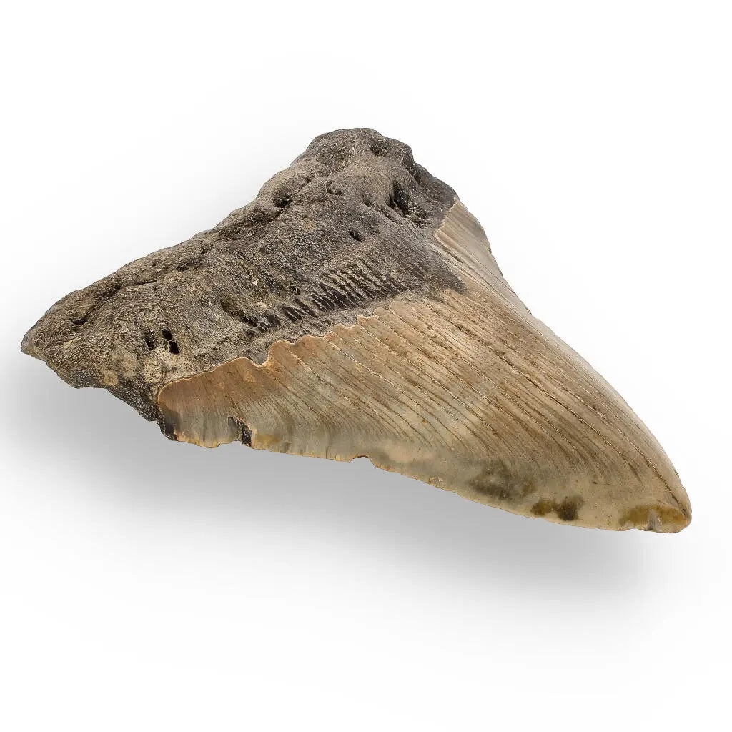 Get your Authentic Megalodon Shark Tooth – Ocean’s Relic online now or in store at Forever Gems in Franschhoek, South Africa