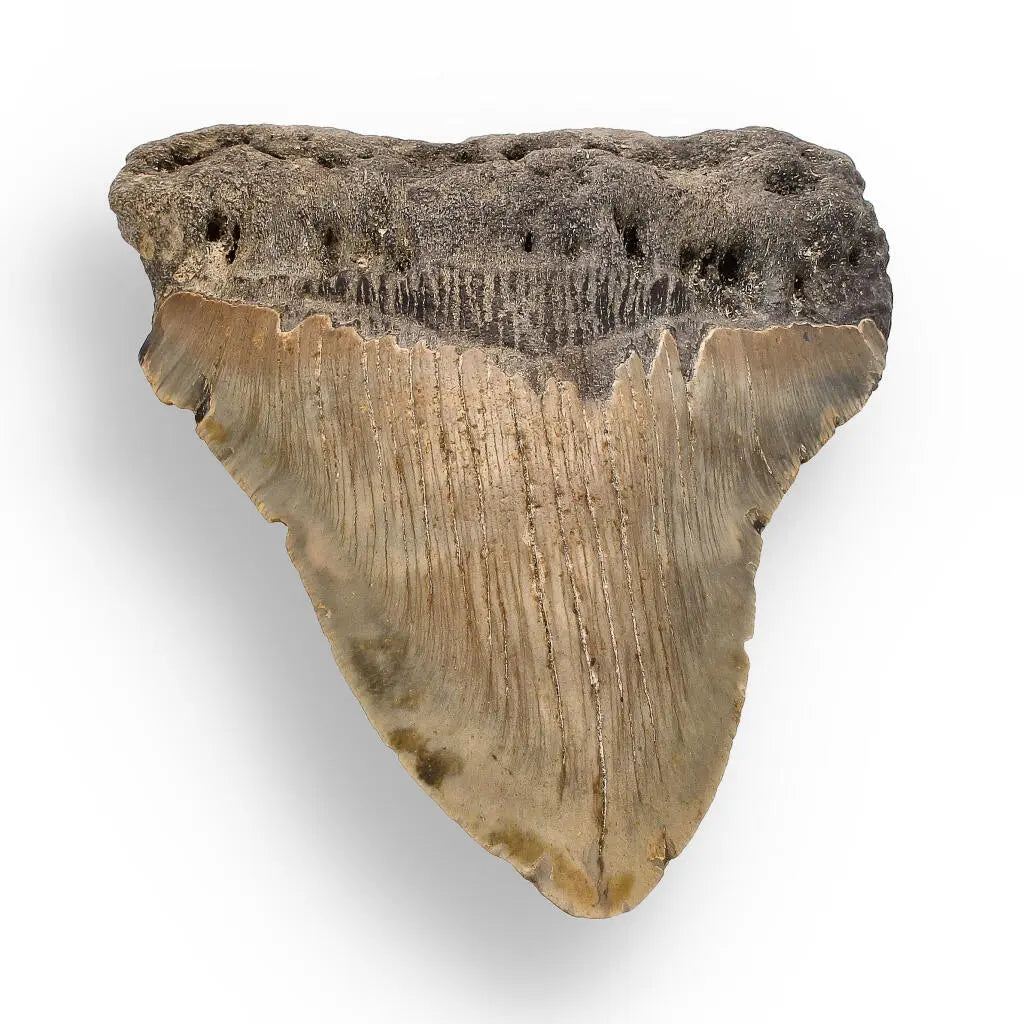 Get your Authentic Megalodon Shark Tooth – Ocean’s Relic online now or in store at Forever Gems in Franschhoek, South Africa