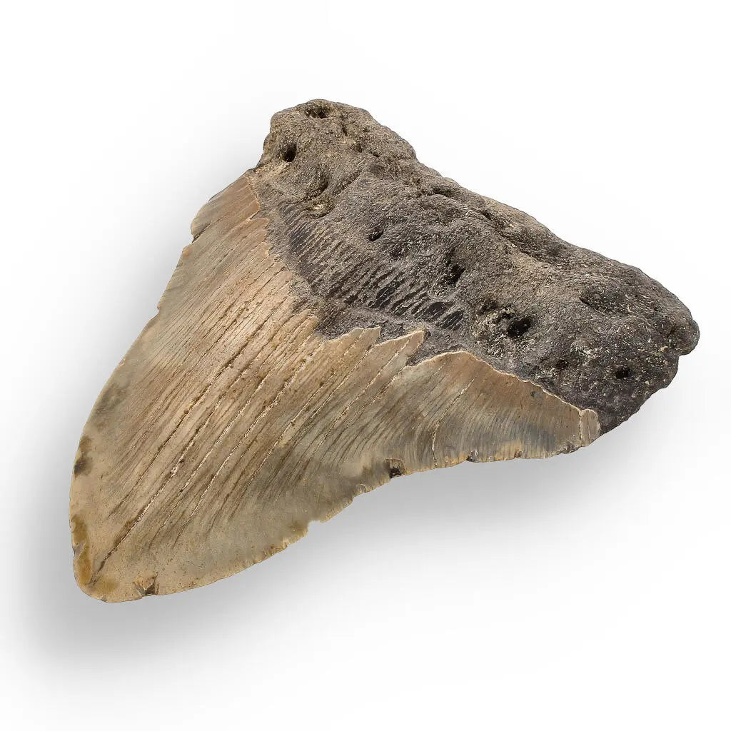 Get your Authentic Megalodon Shark Tooth – Ocean’s Relic online now or in store at Forever Gems in Franschhoek, South Africa