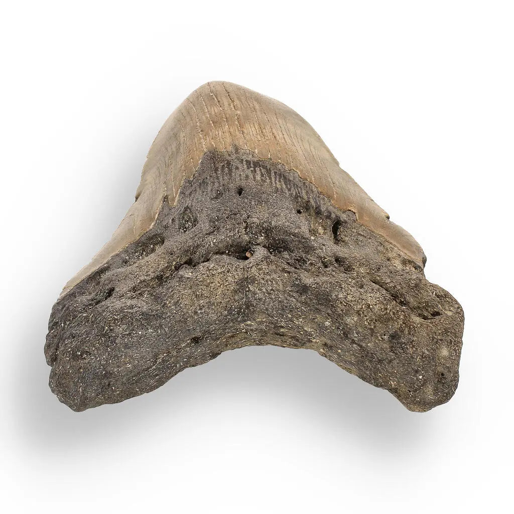 Get your Authentic Megalodon Shark Tooth – Ocean’s Relic online now or in store at Forever Gems in Franschhoek, South Africa