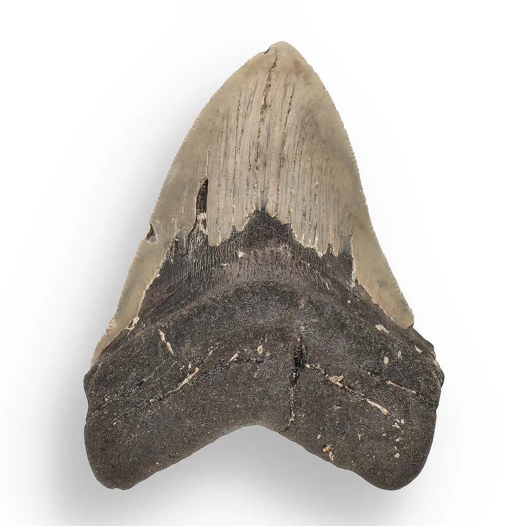 Get your Authentic Megalodon Shark Tooth – Fossilized Giant online now or in store at Forever Gems in Franschhoek, South Africa