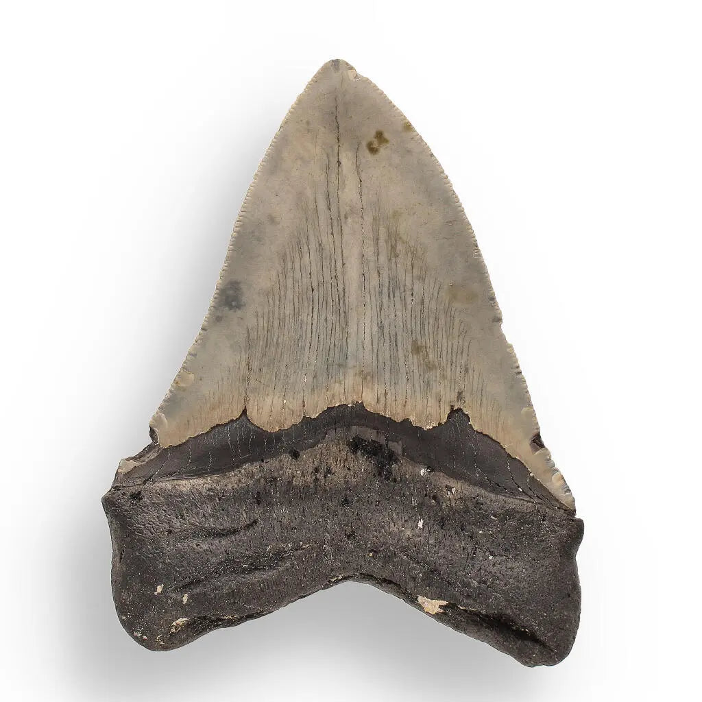 Get your Authentic Megalodon Shark Tooth – Fossilized Giant online now or in store at Forever Gems in Franschhoek, South Africa