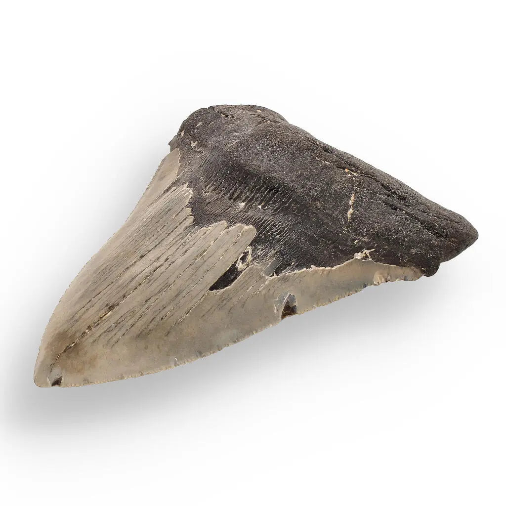 Get your Authentic Megalodon Shark Tooth – Fossilized Giant online now or in store at Forever Gems in Franschhoek, South Africa