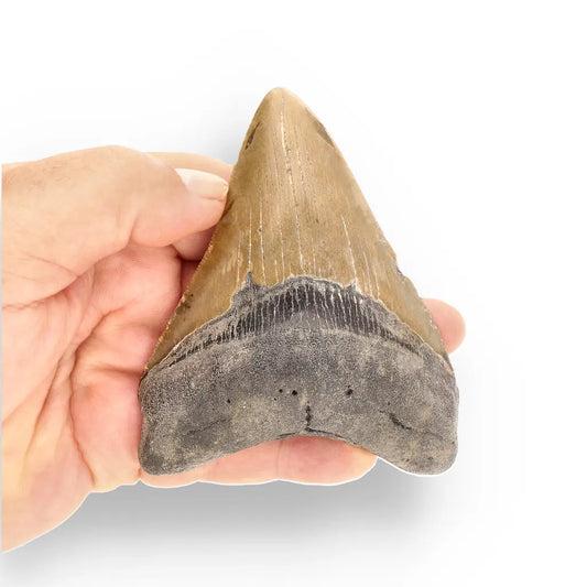 Get your Genuine Megalodon Fossil Tooth Treasure: Own the Ocean’s Legend - 104mm online now or in store at Forever Gems in Franschhoek, South Africa