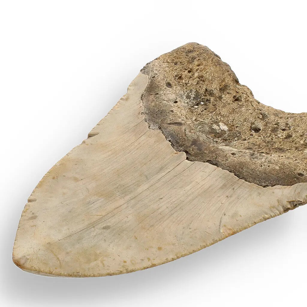 Get your Real Megalodon Shark Tooth Fossil: From the Depths of Time – 117mm online now or in store at Forever Gems in Franschhoek, South Africa
