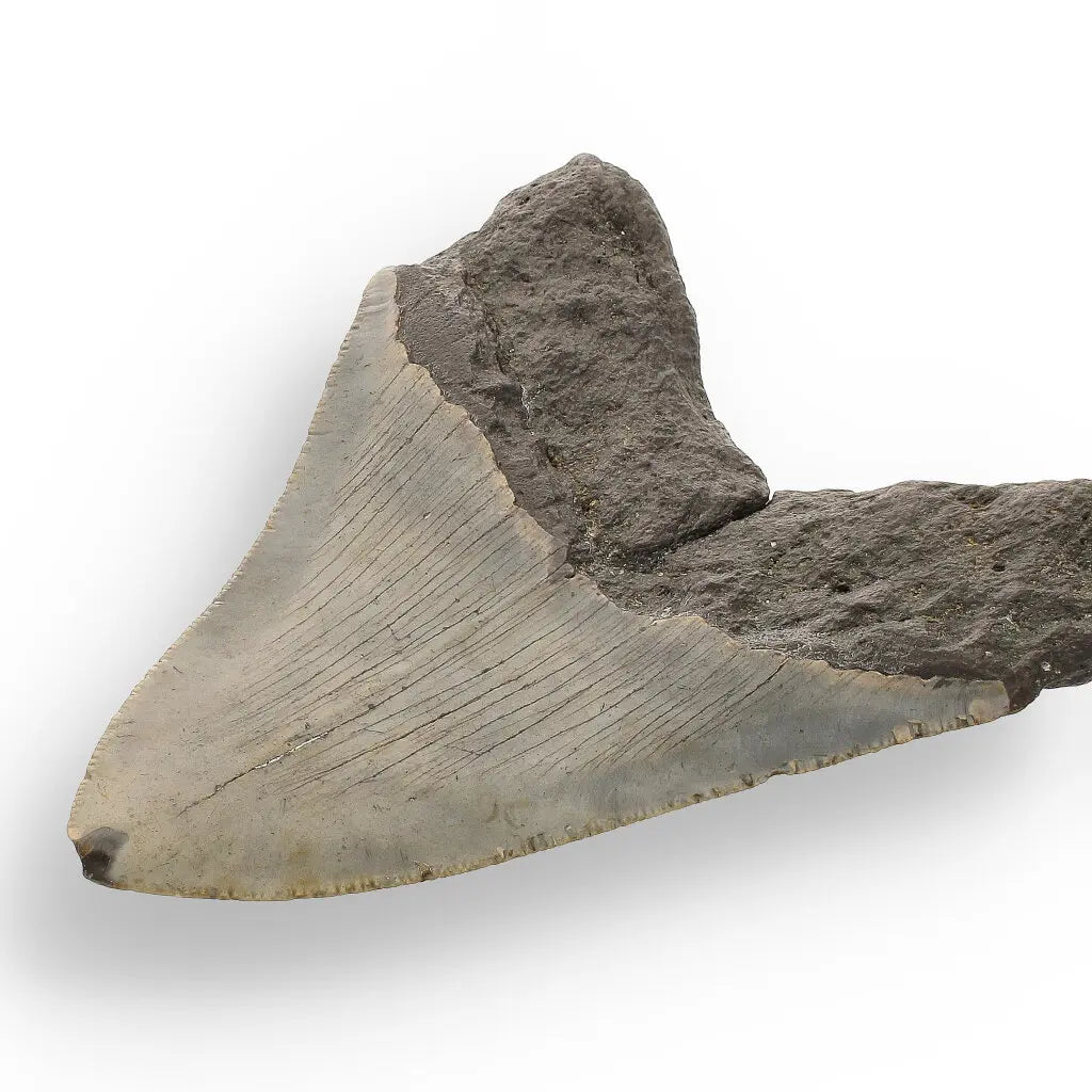 Get your Genuine Megalodon Shark Tooth Collectible: Ancient Ocean Giant – 110mm online now or in store at Forever Gems in Franschhoek, South Africa
