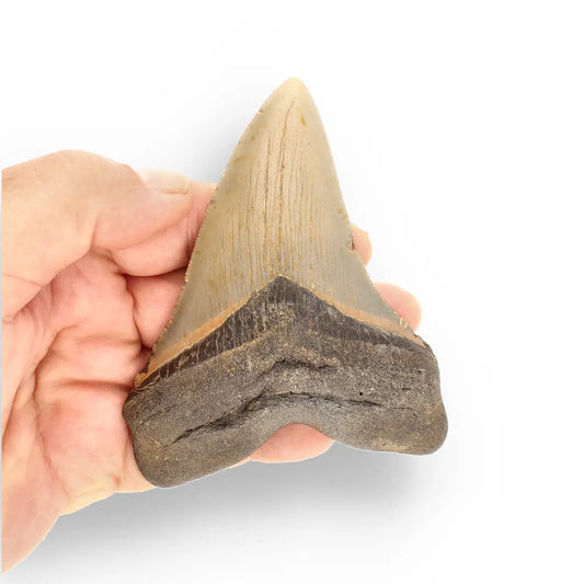 Get your Authentic Megalodon Fossil Tooth: Unearth a Titan’s Bite – 106mm online now or in store at Forever Gems in Franschhoek, South Africa