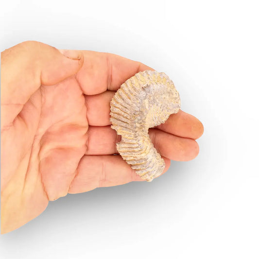 Get your Rastellum Carinatum Oyster Shell Cretaceous Period Fossil Specimen online now or in store at Forever Gems in Franschhoek, South Africa