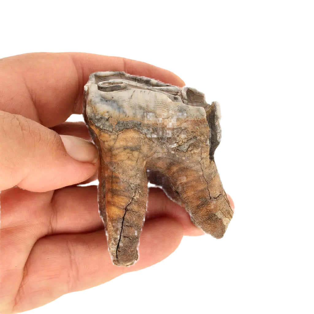 Get your Woolly Rhino Tooth: Prehistoric Power "Smiley Face" online now or in store at Forever Gems in Franschhoek, South Africa