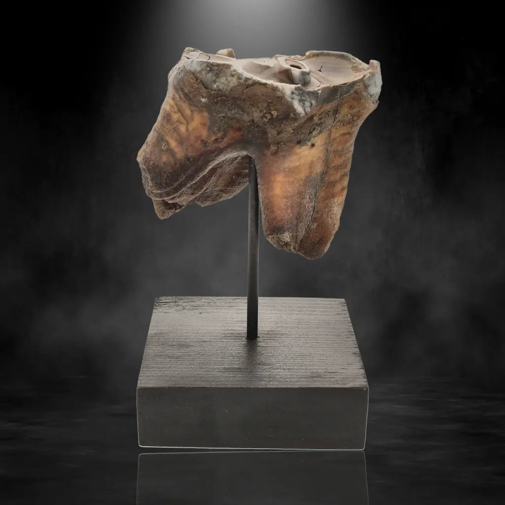 Get your Woolly Rhino Tooth: Prehistoric Power "Smiley Face" online now or in store at Forever Gems in Franschhoek, South Africa