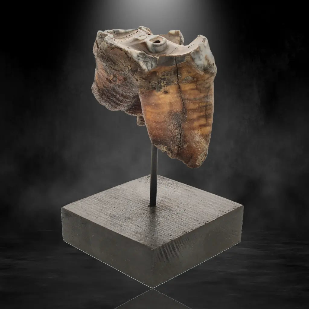 Get your Woolly Rhino Tooth: Prehistoric Power "Smiley Face" online now or in store at Forever Gems in Franschhoek, South Africa