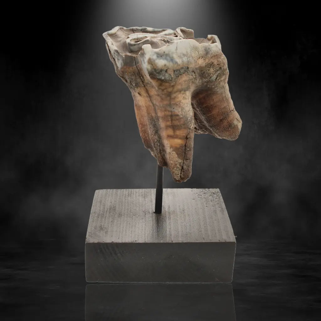 Get your Woolly Rhino Tooth: Prehistoric Power "Smiley Face" online now or in store at Forever Gems in Franschhoek, South Africa