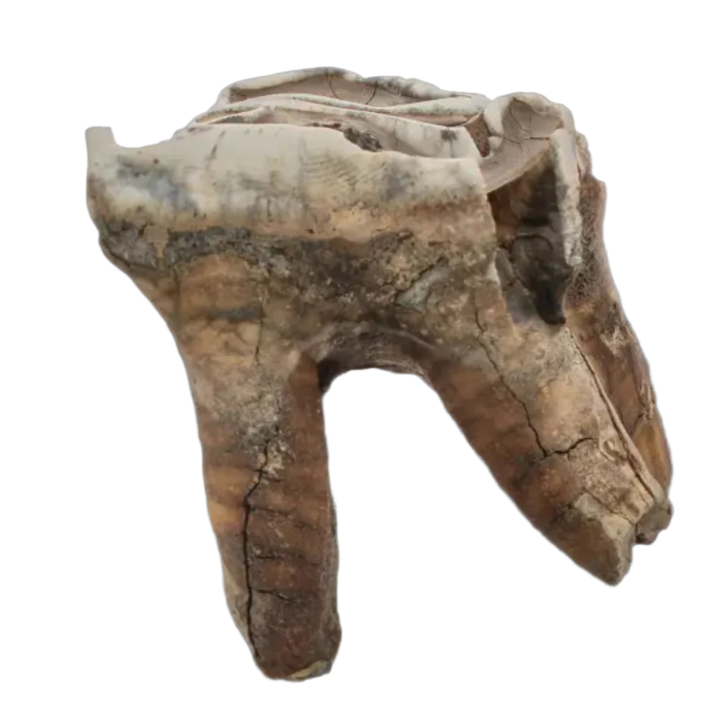 Get your Woolly Rhino Tooth: Prehistoric Power "Smiley Face" online now or in store at Forever Gems in Franschhoek, South Africa
