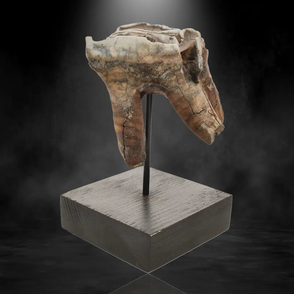 Get your Woolly Rhino Tooth: Prehistoric Power "Smiley Face" online now or in store at Forever Gems in Franschhoek, South Africa