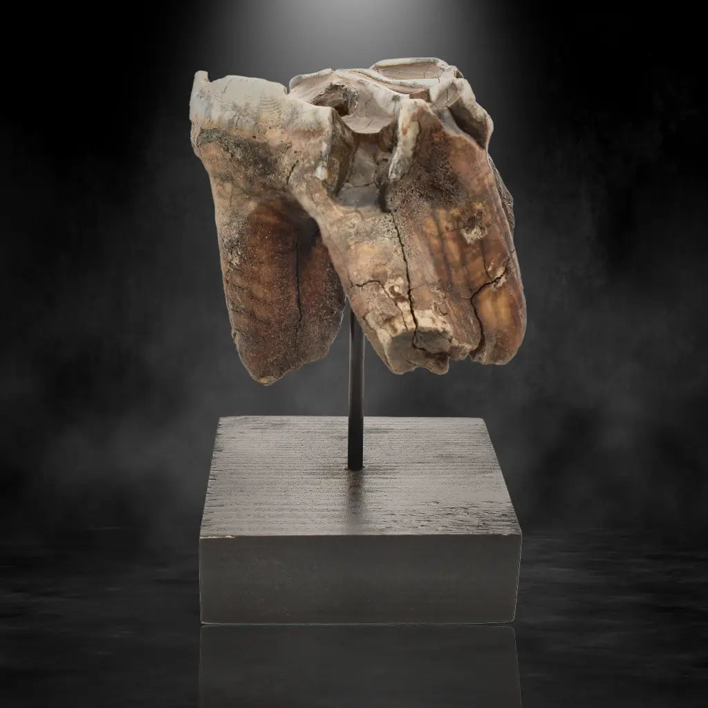 Get your Woolly Rhino Tooth: Prehistoric Power "Smiley Face" online now or in store at Forever Gems in Franschhoek, South Africa