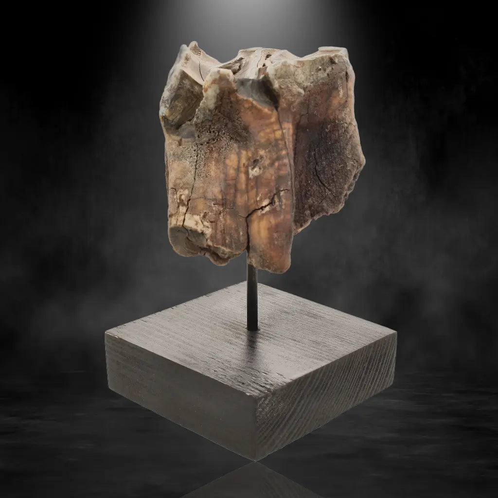 Get your Woolly Rhino Tooth: Prehistoric Power "Smiley Face" online now or in store at Forever Gems in Franschhoek, South Africa