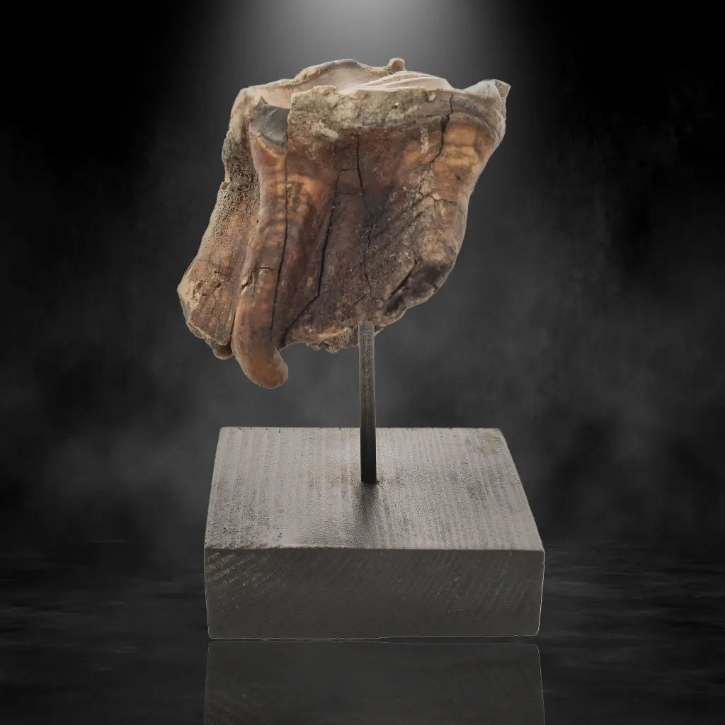 Get your Woolly Rhino Tooth: Prehistoric Power "Smiley Face" online now or in store at Forever Gems in Franschhoek, South Africa