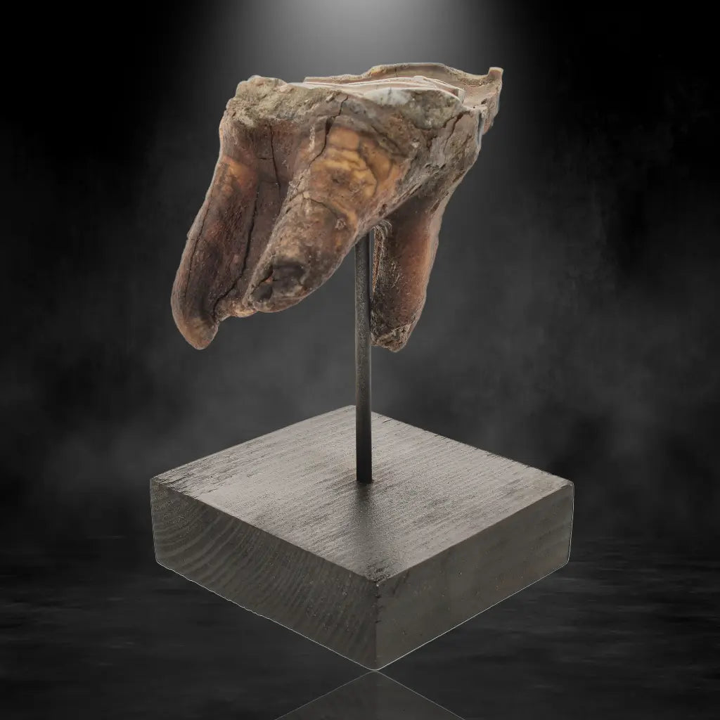 Get your Woolly Rhino Tooth: Prehistoric Power "Smiley Face" online now or in store at Forever Gems in Franschhoek, South Africa