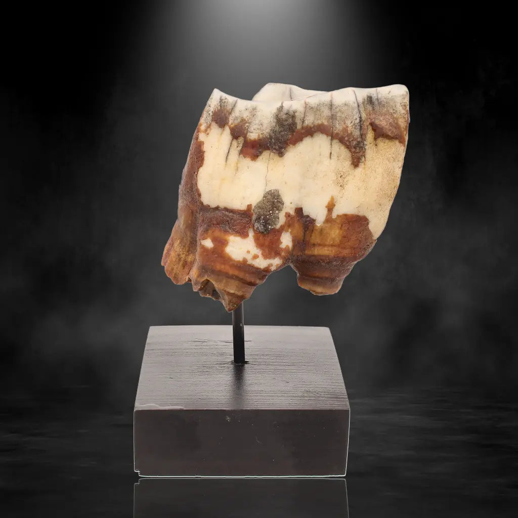 Buy your Woolly Rhino Tooth: Ice Age Relic online now or in store at Forever Gems in Franschhoek, South Africa