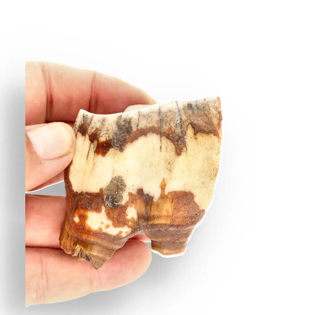 Buy your Woolly Rhino Tooth: Ice Age Relic online now or in store at Forever Gems in Franschhoek, South Africa