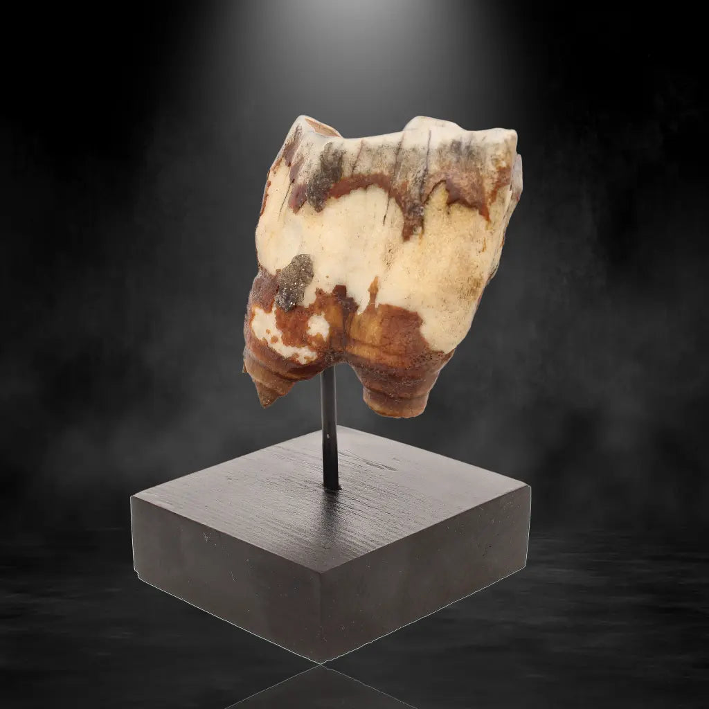 Buy your Woolly Rhino Tooth: Ice Age Relic online now or in store at Forever Gems in Franschhoek, South Africa