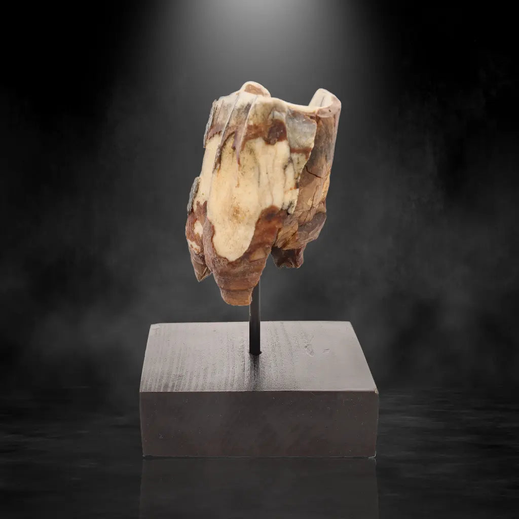 Buy your Woolly Rhino Tooth: Ice Age Relic online now or in store at Forever Gems in Franschhoek, South Africa