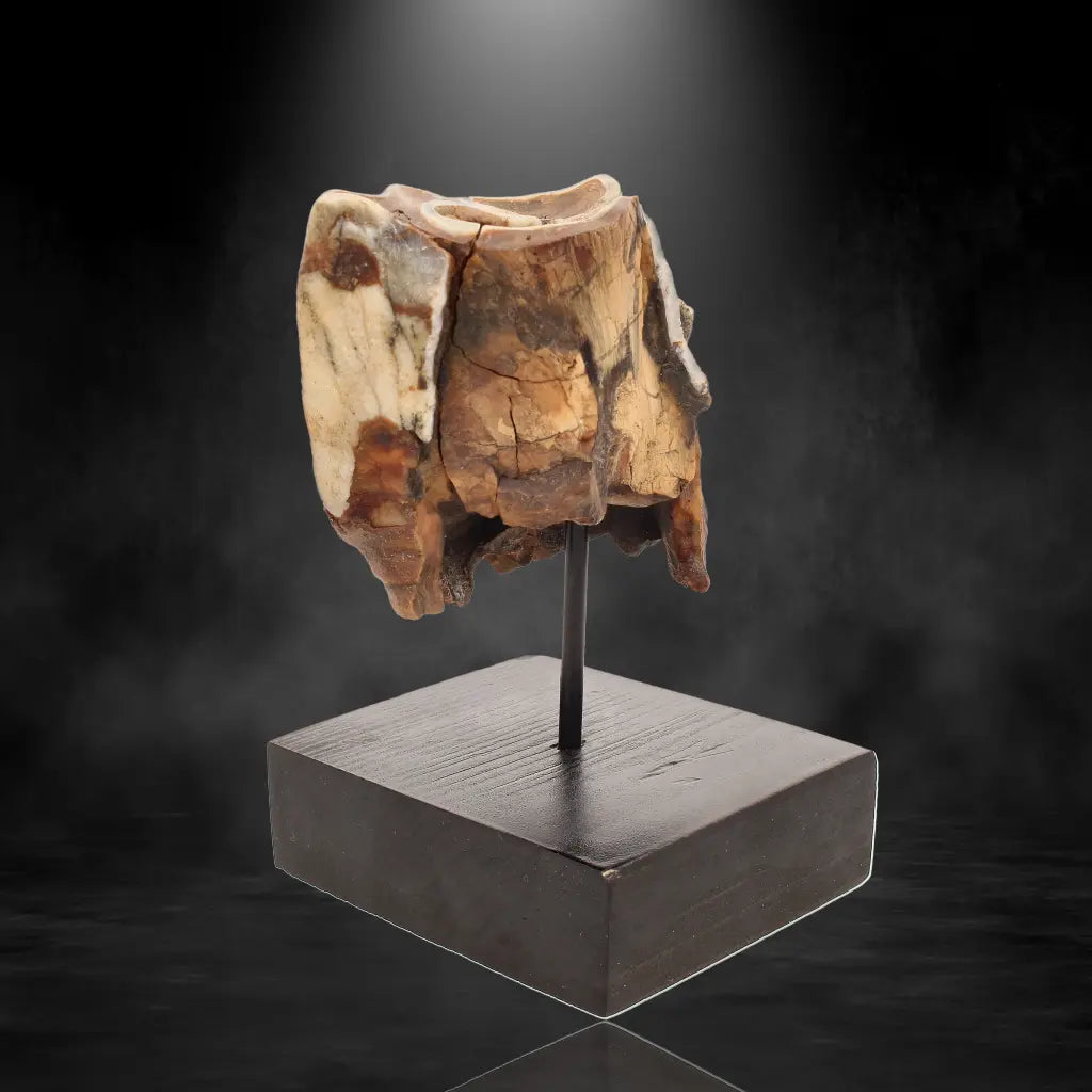 Buy your Woolly Rhino Tooth: Ice Age Relic online now or in store at Forever Gems in Franschhoek, South Africa