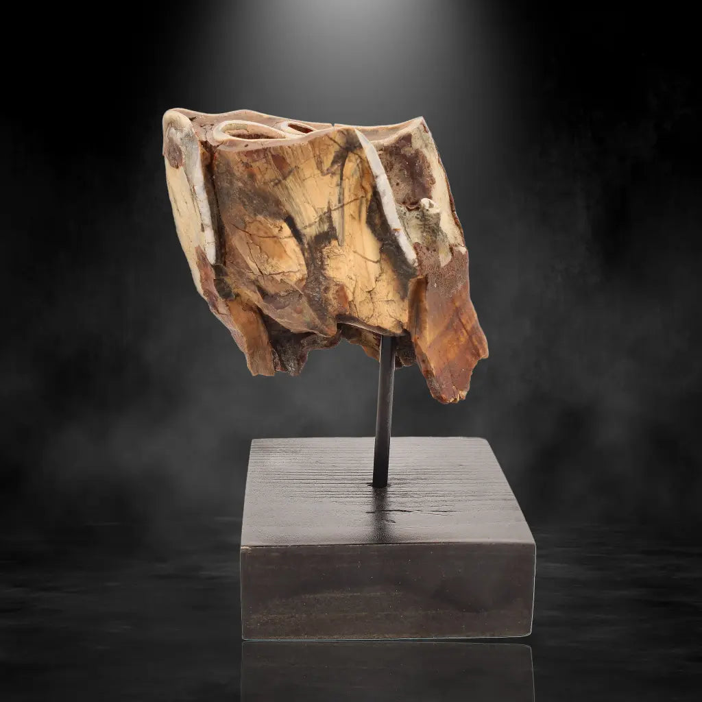 Buy your Woolly Rhino Tooth: Ice Age Relic online now or in store at Forever Gems in Franschhoek, South Africa