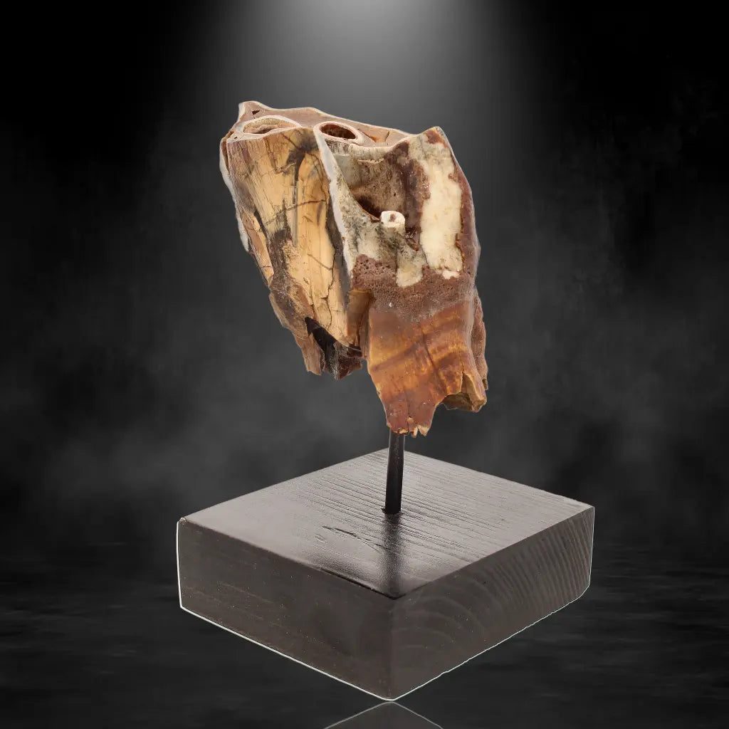 Buy your Woolly Rhino Tooth: Ice Age Relic online now or in store at Forever Gems in Franschhoek, South Africa