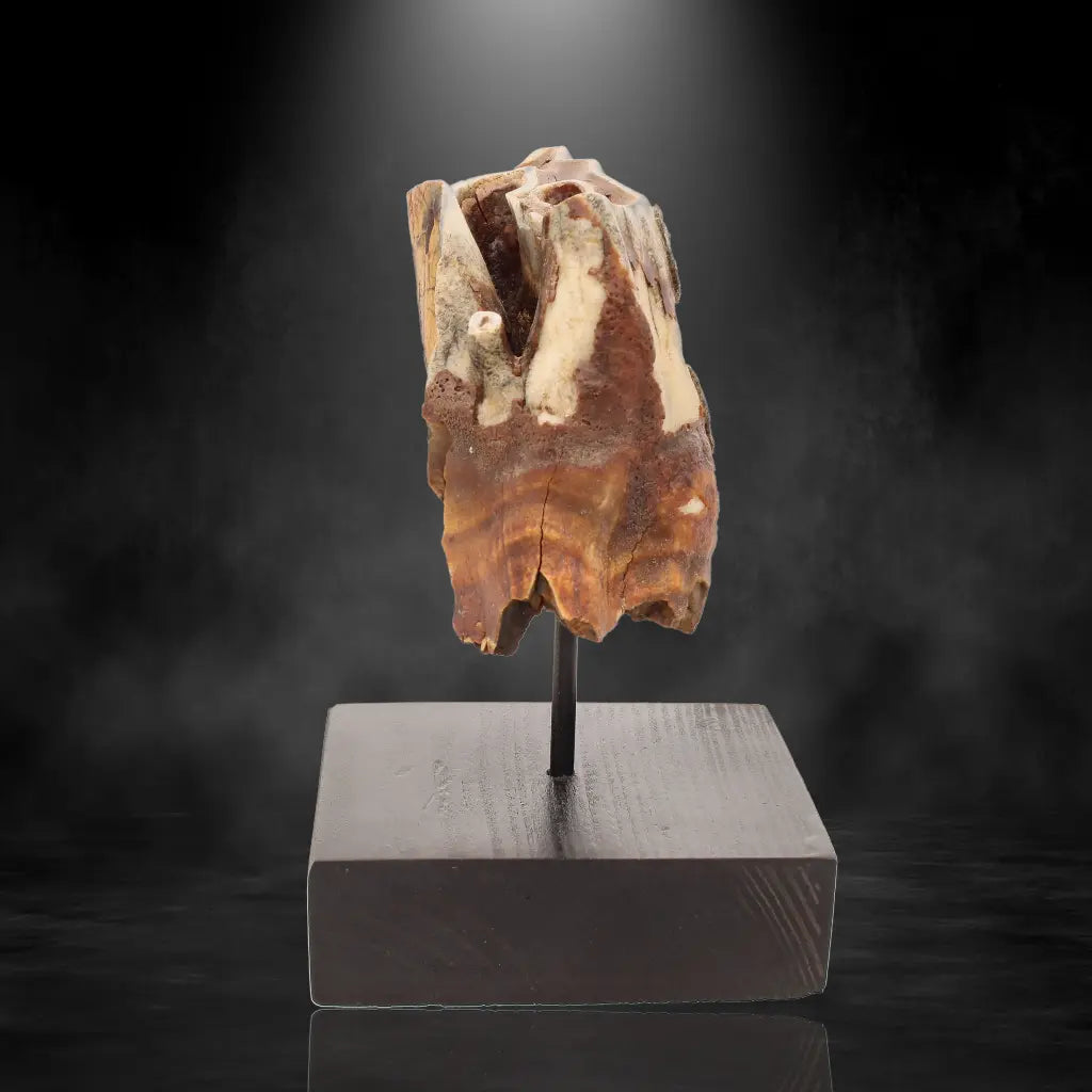 Buy your Woolly Rhino Tooth: Ice Age Relic online now or in store at Forever Gems in Franschhoek, South Africa