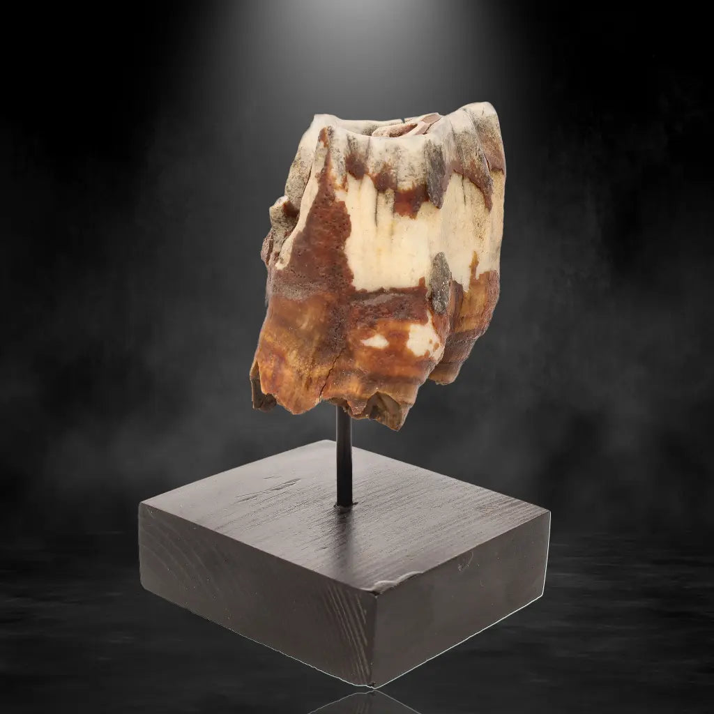 Buy your Woolly Rhino Tooth: Ice Age Relic online now or in store at Forever Gems in Franschhoek, South Africa