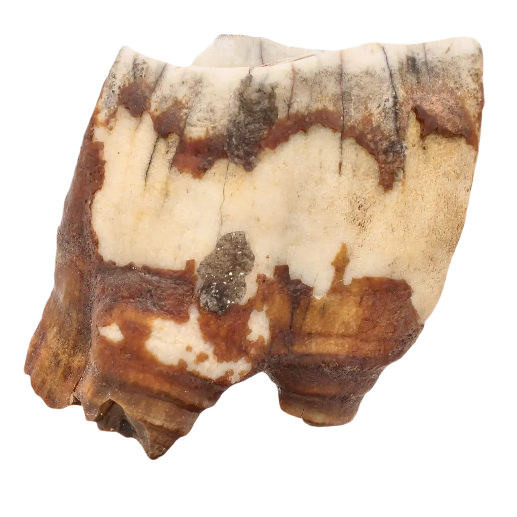 Buy your Woolly Rhino Tooth: Ice Age Relic online now or in store at Forever Gems in Franschhoek, South Africa