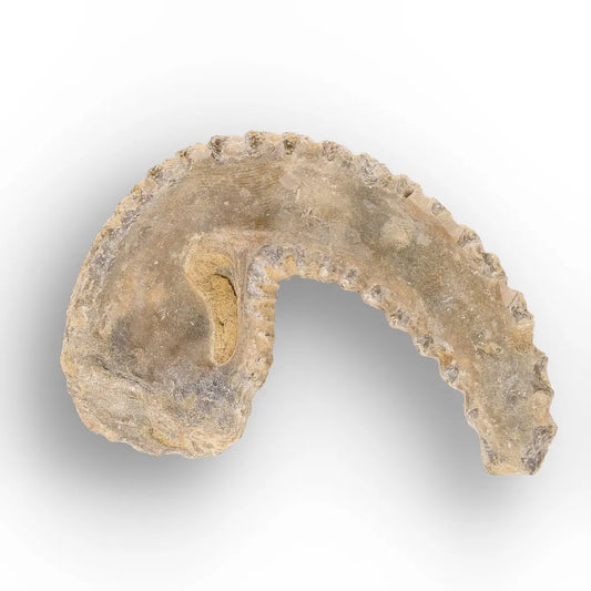 Get your Rastellum Carinatum Oyster Fossil from Jurassic Madagascar online now or in store at Forever Gems in Franschhoek, South Africa