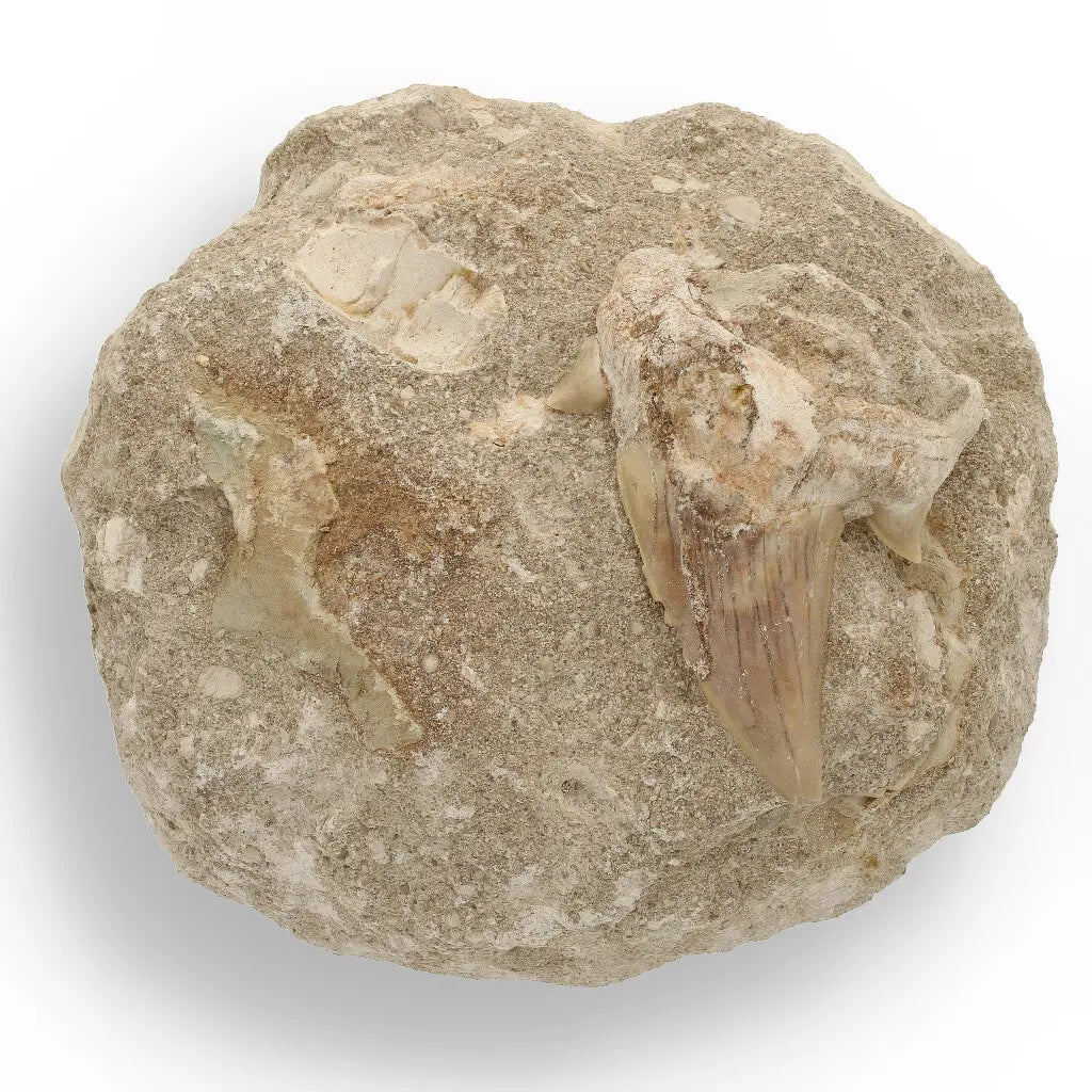 Get your Magnificent Otodus Obliquus Fossil Shark Tooth on Matrix from Morocco - 55 Million Year Ancient Predator online now or in store at Forever Gems in Franschhoek, South Africa
