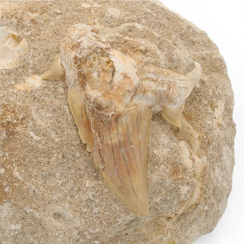 Get your Magnificent Otodus Obliquus Fossil Shark Tooth on Matrix from Morocco - 55 Million Year Ancient Predator online now or in store at Forever Gems in Franschhoek, South Africa