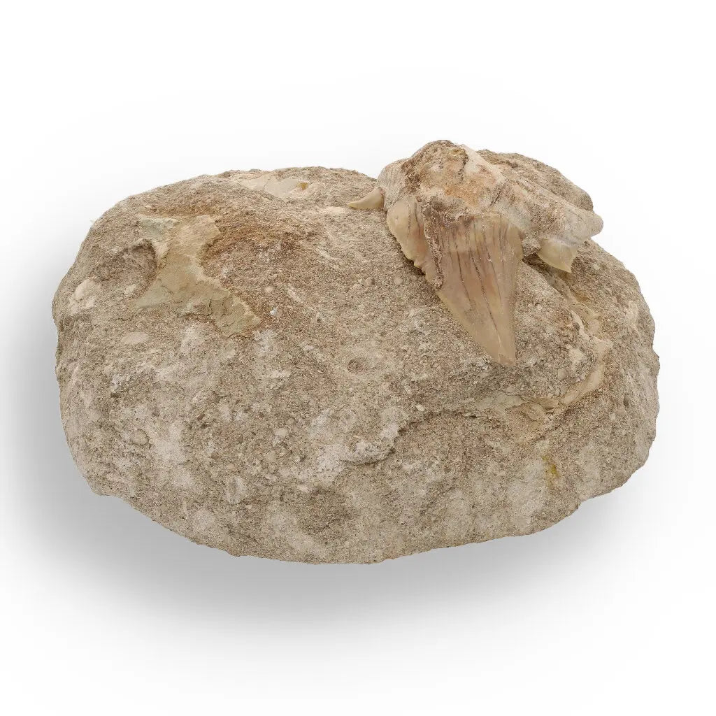 Get your Magnificent Otodus Obliquus Fossil Shark Tooth on Matrix from Morocco - 55 Million Year Ancient Predator online now or in store at Forever Gems in Franschhoek, South Africa