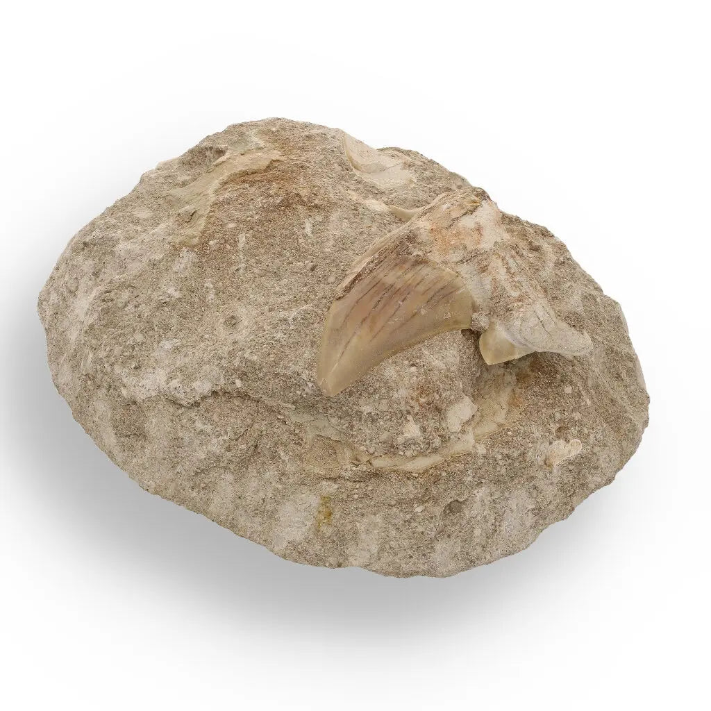 Get your Magnificent Otodus Obliquus Fossil Shark Tooth on Matrix from Morocco - 55 Million Year Ancient Predator online now or in store at Forever Gems in Franschhoek, South Africa