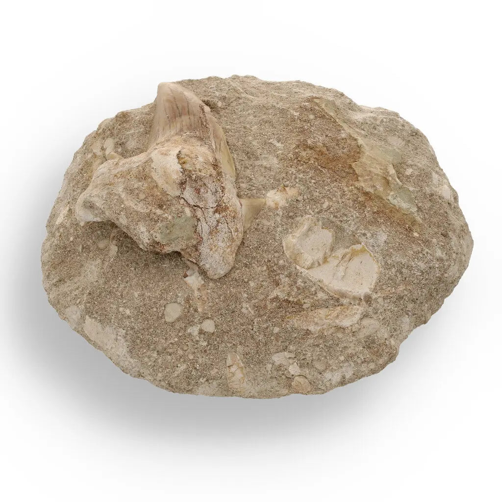 Get your Magnificent Otodus Obliquus Fossil Shark Tooth on Matrix from Morocco - 55 Million Year Ancient Predator online now or in store at Forever Gems in Franschhoek, South Africa