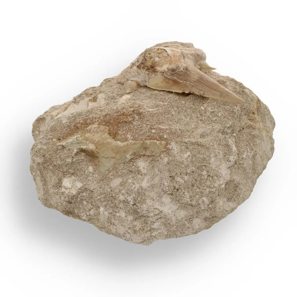 Get your Magnificent Otodus Obliquus Fossil Shark Tooth on Matrix from Morocco - 55 Million Year Ancient Predator online now or in store at Forever Gems in Franschhoek, South Africa