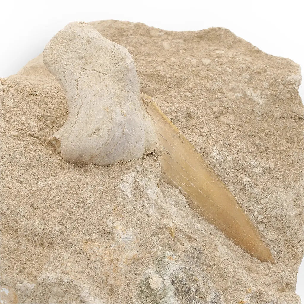 Get your Otodus Obliquus Fossil Shark Tooth on Matrix from Morocco online now or in store at Forever Gems in Franschhoek, South Africa