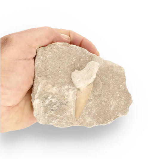 Get your Otodus Obliquus Fossil Shark Tooth on Matrix from Morocco online now or in store at Forever Gems in Franschhoek, South Africa