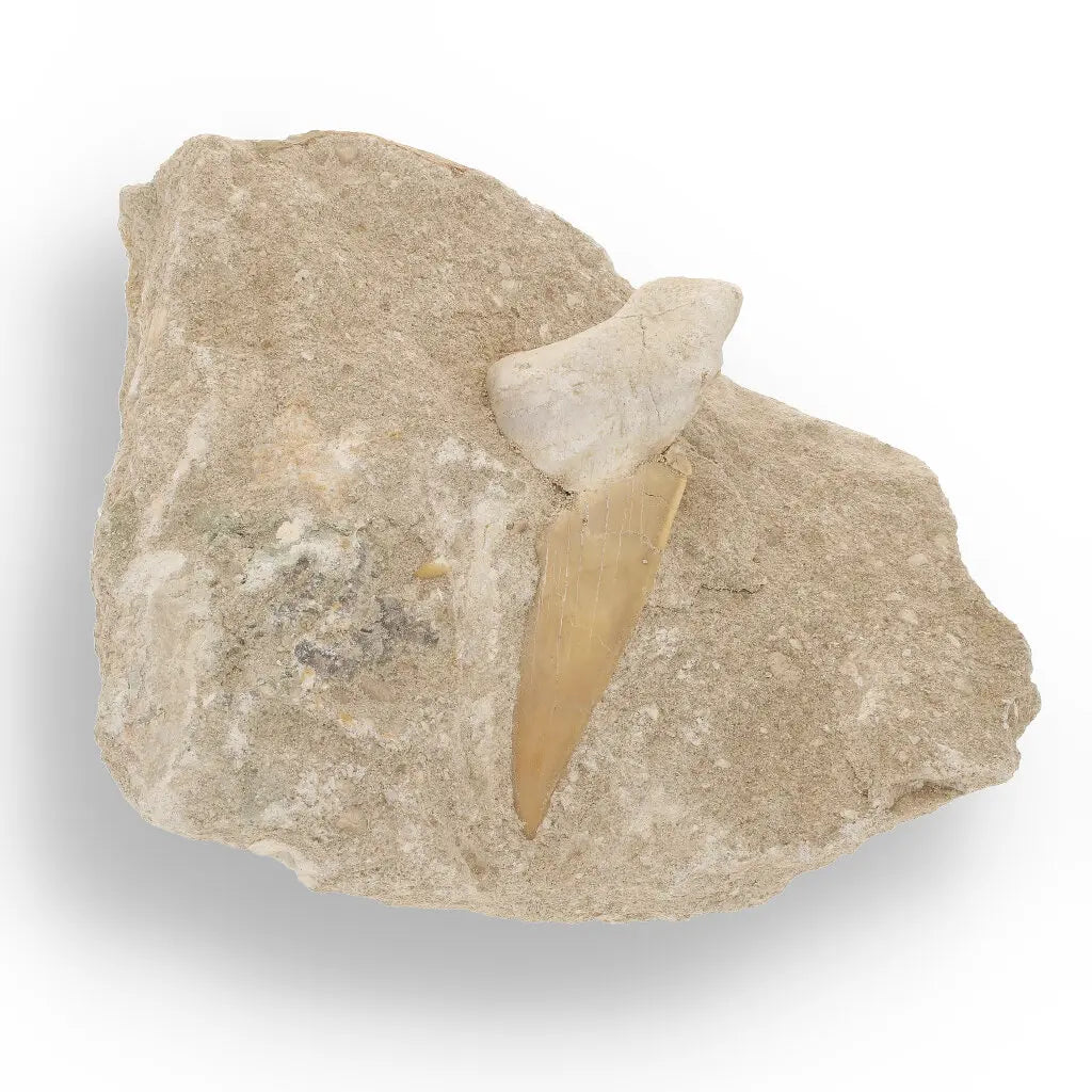 Get your Otodus Obliquus Fossil Shark Tooth on Matrix from Morocco online now or in store at Forever Gems in Franschhoek, South Africa