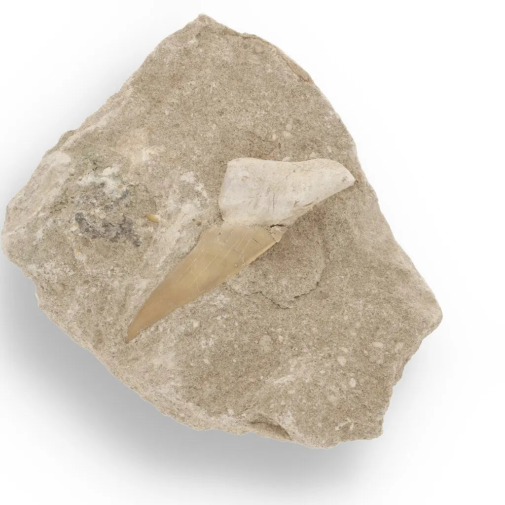 Get your Otodus Obliquus Fossil Shark Tooth on Matrix from Morocco online now or in store at Forever Gems in Franschhoek, South Africa