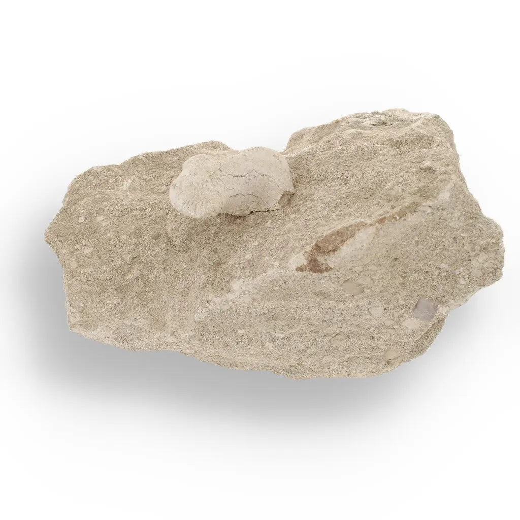 Get your Otodus Obliquus Fossil Shark Tooth on Matrix from Morocco online now or in store at Forever Gems in Franschhoek, South Africa
