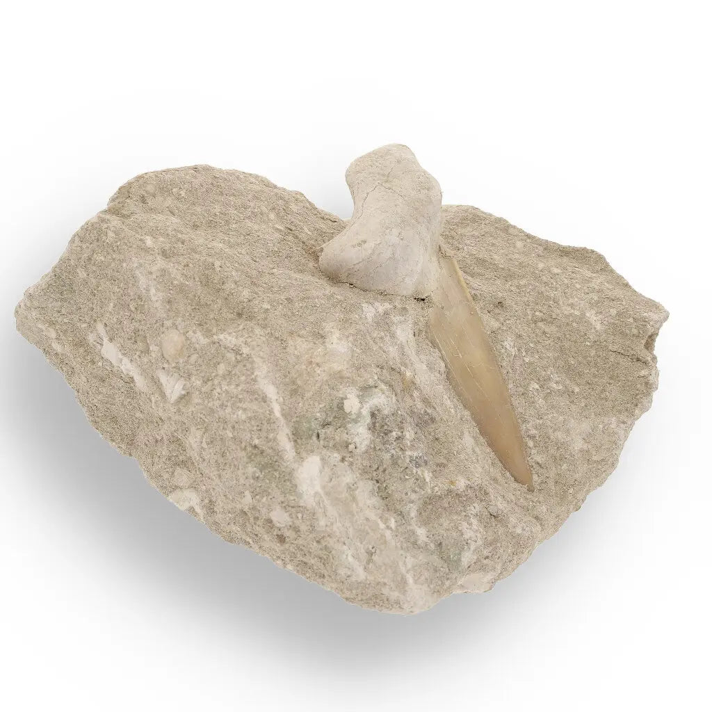 Get your Otodus Obliquus Fossil Shark Tooth on Matrix from Morocco online now or in store at Forever Gems in Franschhoek, South Africa
