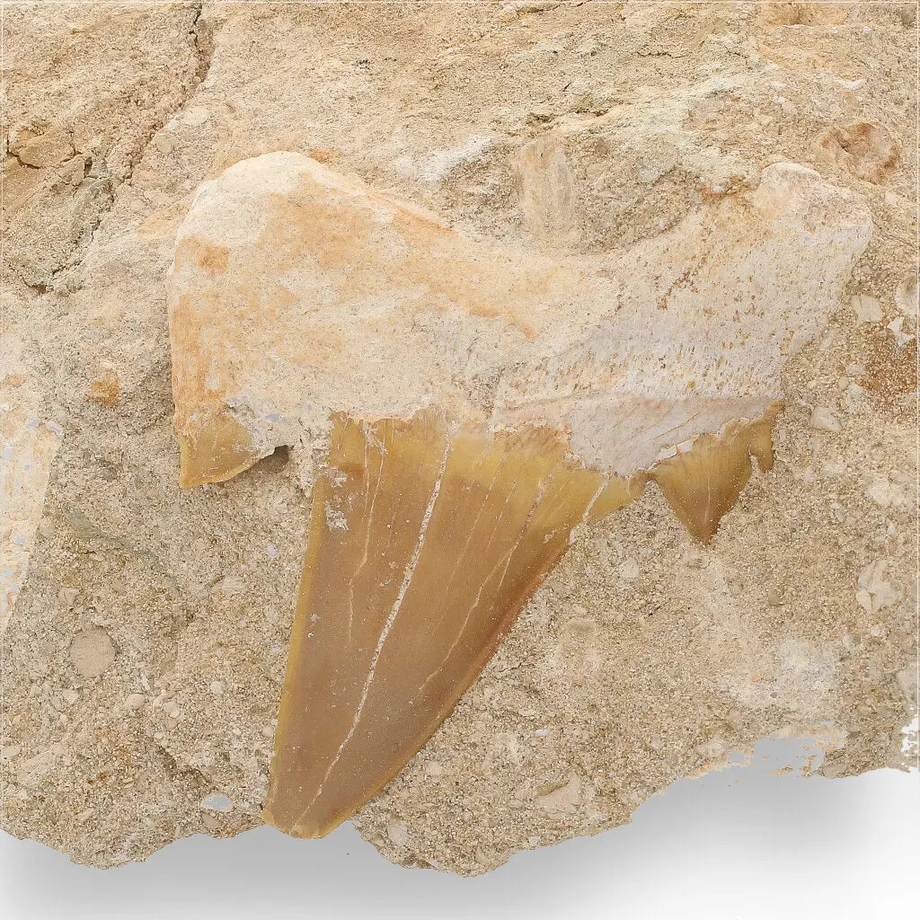 Get your Magnificent Otodus Obliquus Shark Tooth on Matrix from Oulad Abdoun Basin, Morocco - 55 Million Year Old Paleocene Gia online now or in store at Forever Gems in Franschhoek, South Africa