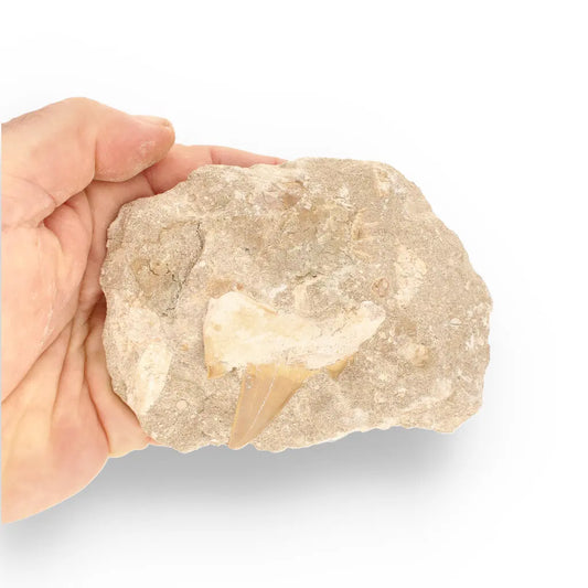 Get your Magnificent Otodus Obliquus Shark Tooth on Matrix from Oulad Abdoun Basin, Morocco - 55 Million Year Old Paleocene Gia online now or in store at Forever Gems in Franschhoek, South Africa