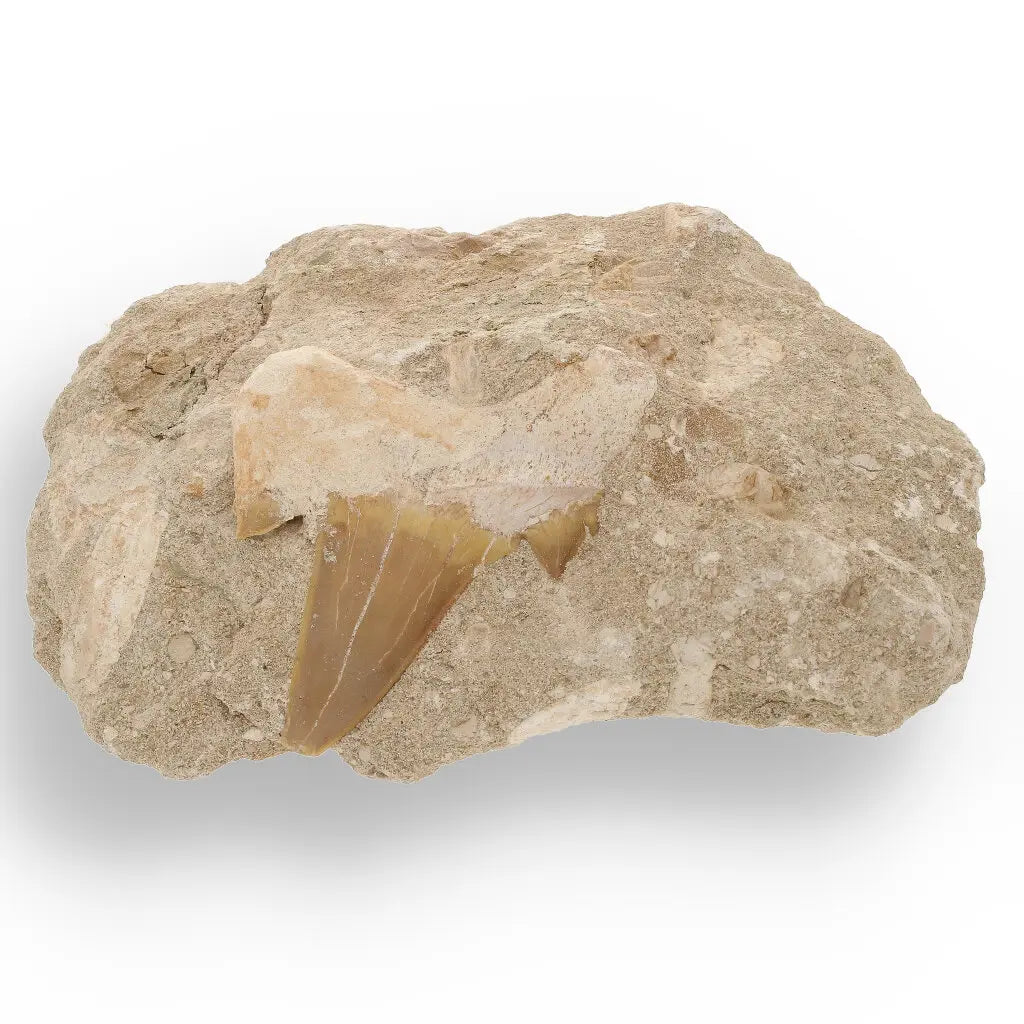 Get your Magnificent Otodus Obliquus Shark Tooth on Matrix from Oulad Abdoun Basin, Morocco - 55 Million Year Old Paleocene Gia online now or in store at Forever Gems in Franschhoek, South Africa