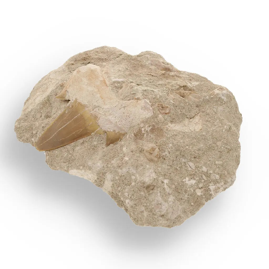 Get your Magnificent Otodus Obliquus Shark Tooth on Matrix from Oulad Abdoun Basin, Morocco - 55 Million Year Old Paleocene Gia online now or in store at Forever Gems in Franschhoek, South Africa